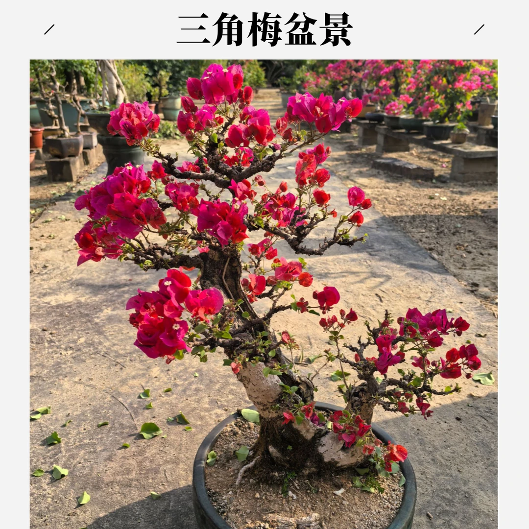 三角梅造型盆景 岭南枝爪四季同安红三角梅