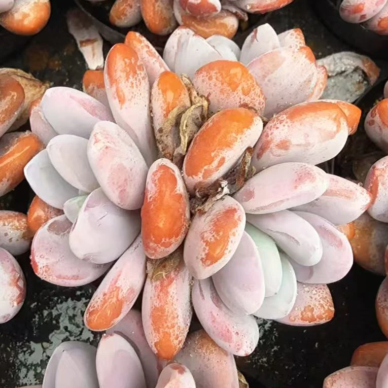 80#多头粉兔（7-9cm）脱土