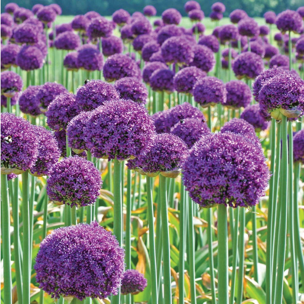 【荷兰进口大花葱种球】大使秋季耐寒多年生球根阳台庭院可盆栽地栽
