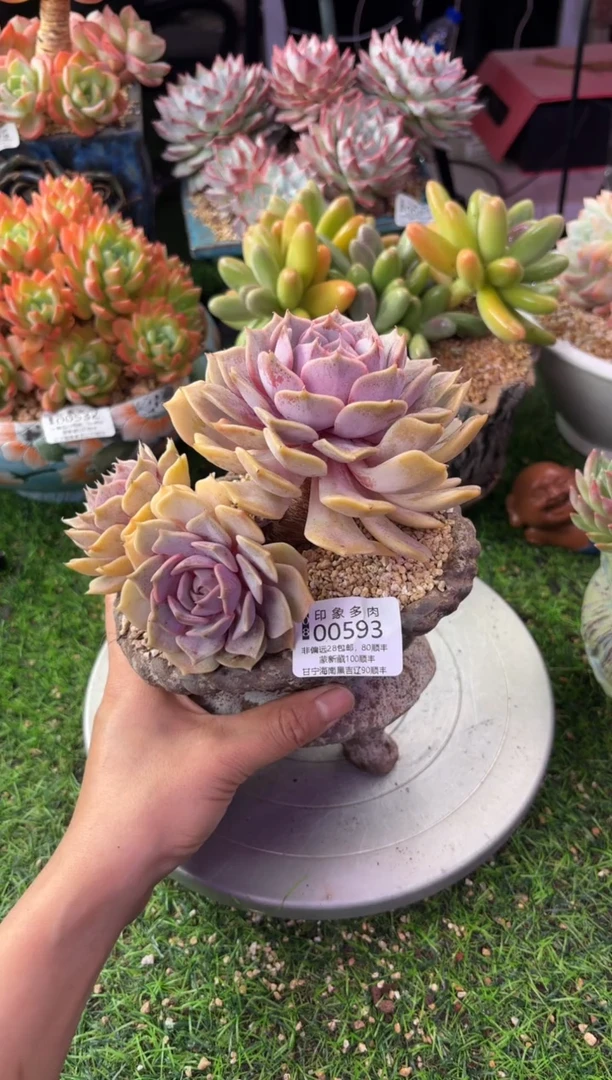 昆明印象多肉00593