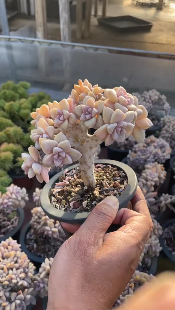 【闪购商品】10473