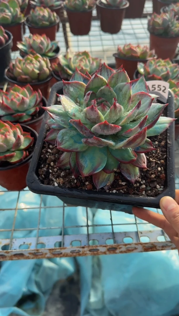 【闪购商品】A552惊鸿仙子（裸根发货）（瑕疵）