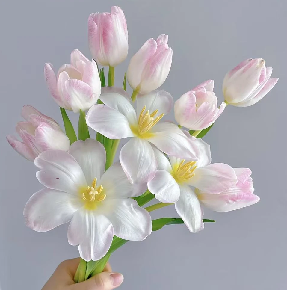 【陌上花开】萌动郁金香-鲜切花（注意：冻坏不赔哦~）