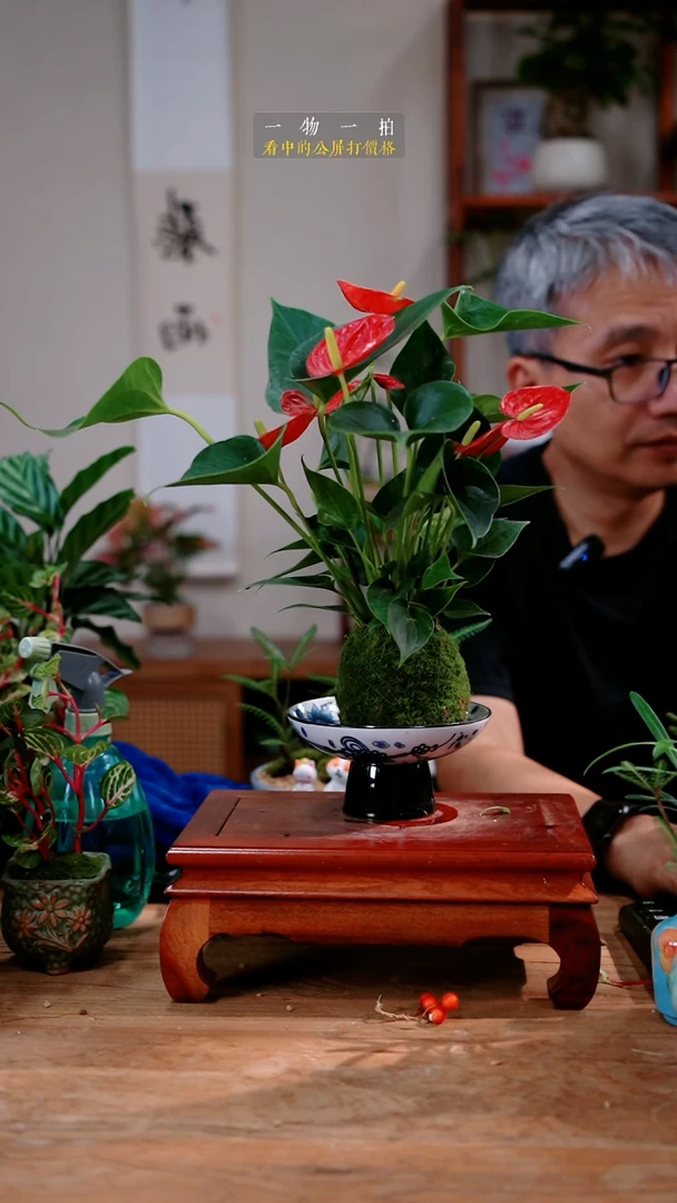 不开花植物老*红掌414