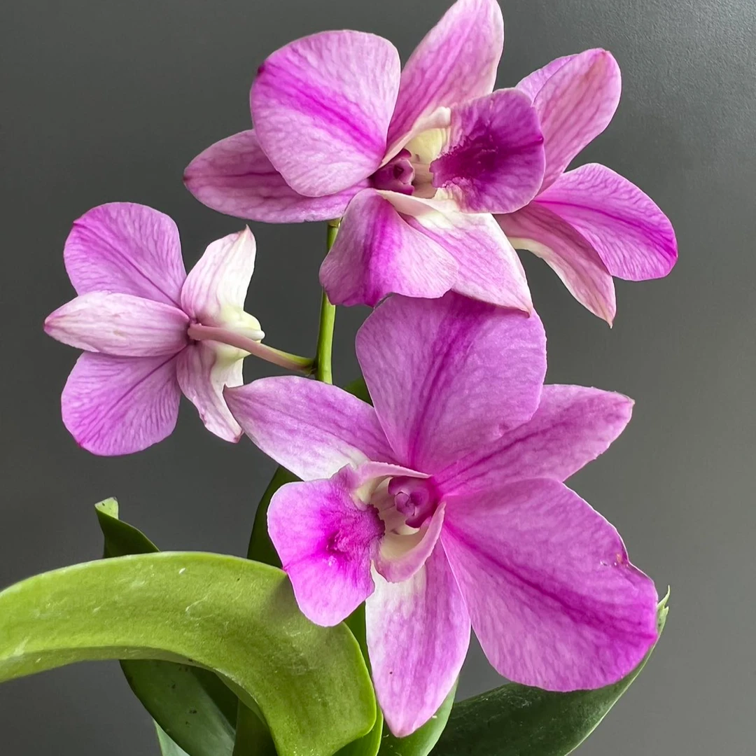 【新粉黛】石斛石斛兰盆栽四季开花好养家庭园艺盆栽