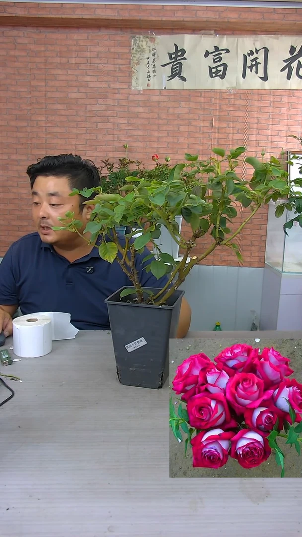 当前无花朵，栽培后可花朵贝鲁奇