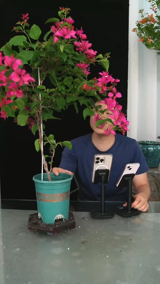 当前无花栽培后可以开花甜心带竹一颗