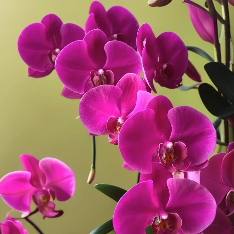 （001-049）兰花直播间绿植花卉精品一物语拍链接