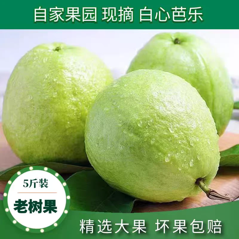 【新人福利5斤】南沙白心番石榴当季新鲜水果芭乐5斤装清甜脆爽批发