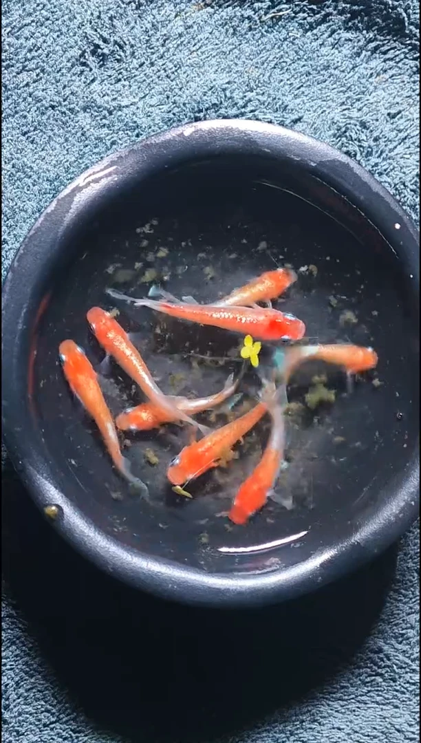 青鳉鱼观背青鳉27