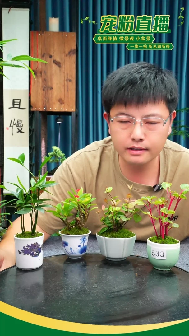 无花朵糖***圆苔藓微景观833号