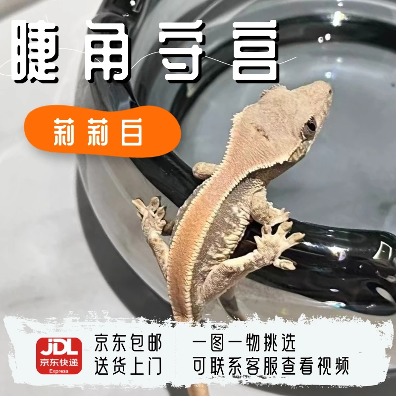 睫角守宫莉莉白大苗新手入门饲养简单