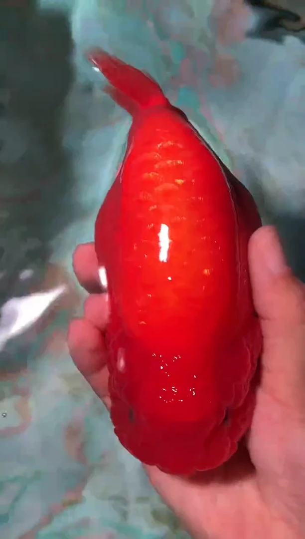 金鱼（运费自理，马印灯照射）福州追鱼兰寿金鱼
