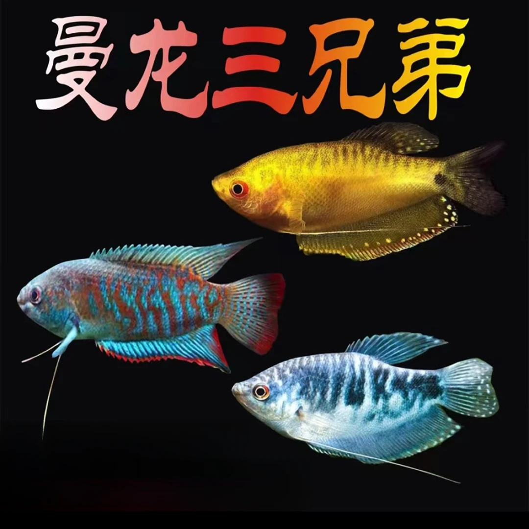 曼龙鱼热带观赏鱼淡水招财丽丽鱼热带鱼好养耐活不打氧吃蛋白虫