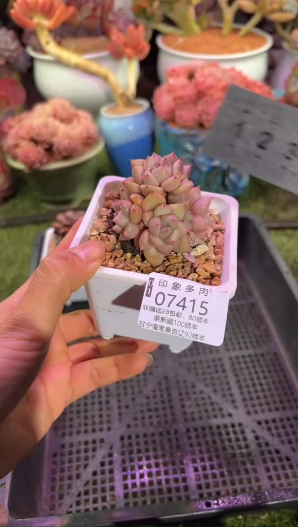 【闪购商品】07415