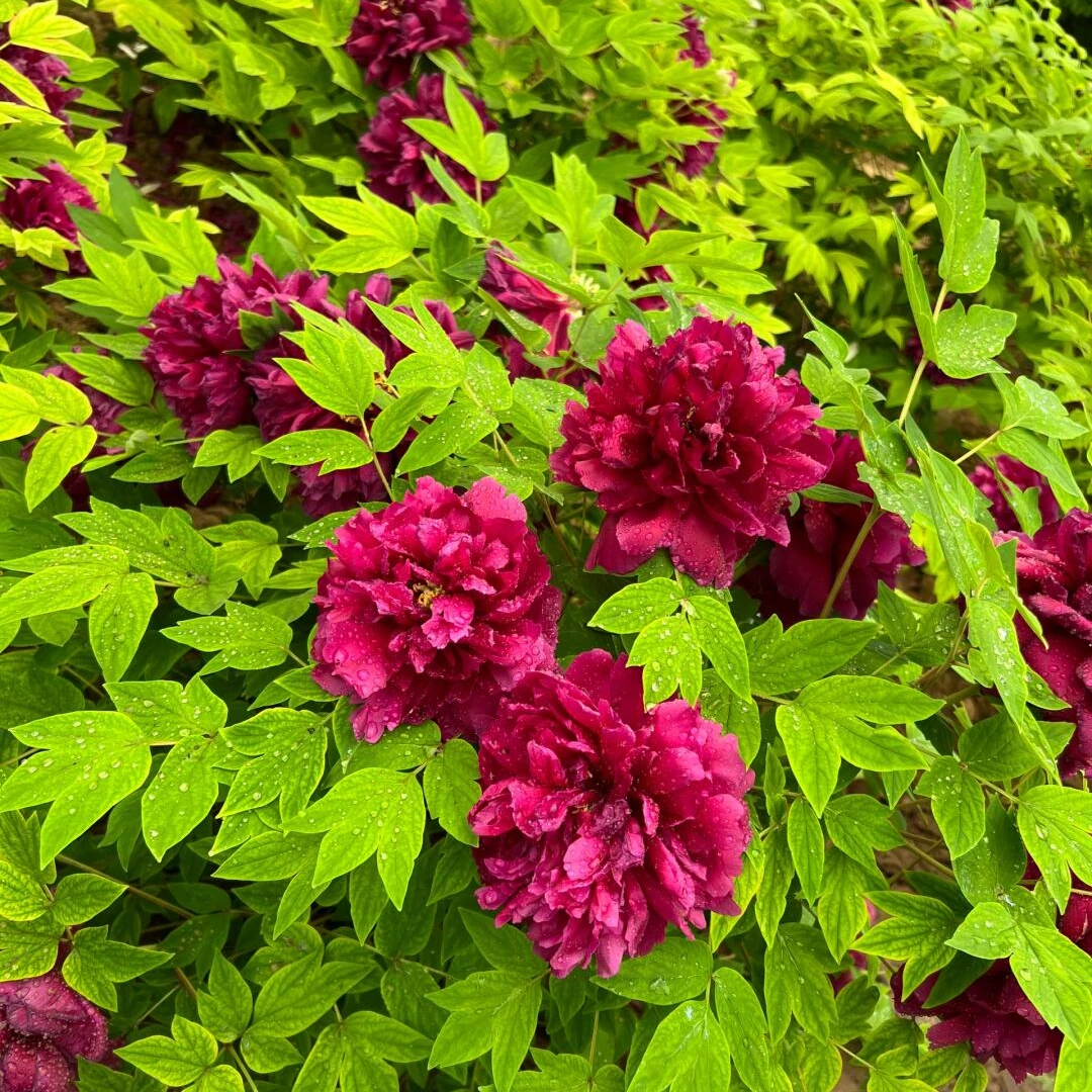 【气壮山河】 菏泽精品牡丹十年老桩 先发肥料秋季发苗 紫色系