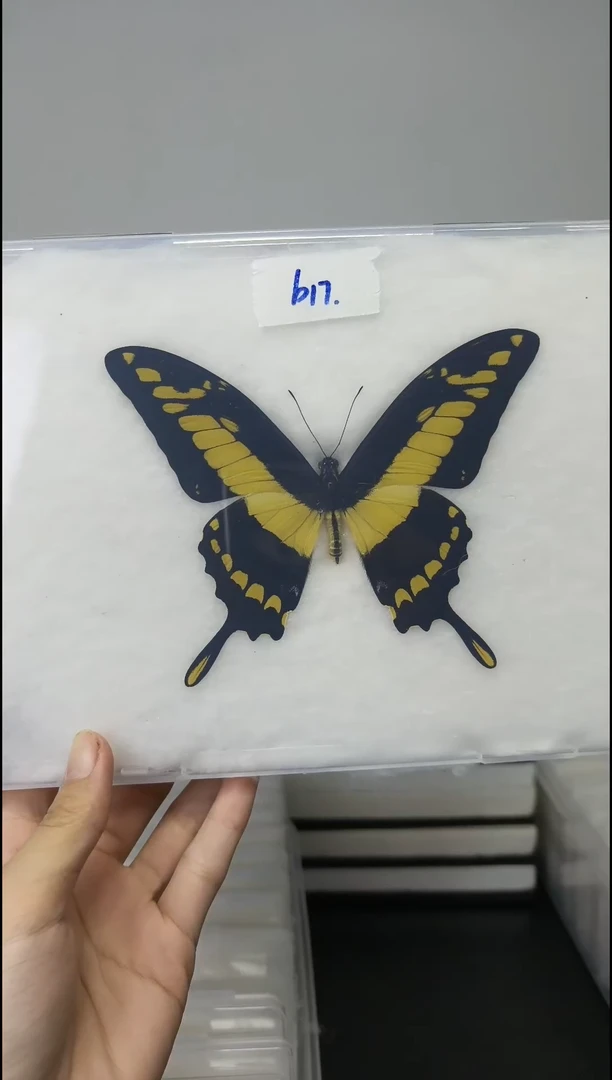 展翅品压棉发货一图一物编号B17