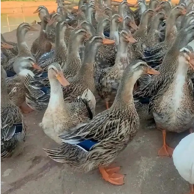 农家鸭冷链发货现逮现称