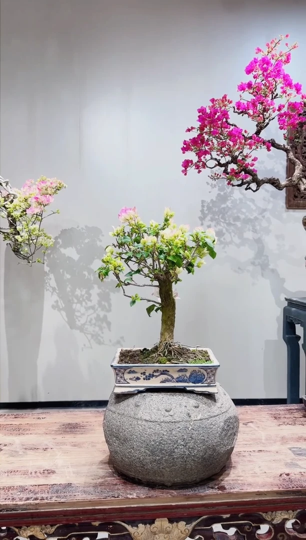 【闪购商品】盆景绿樱三角梅