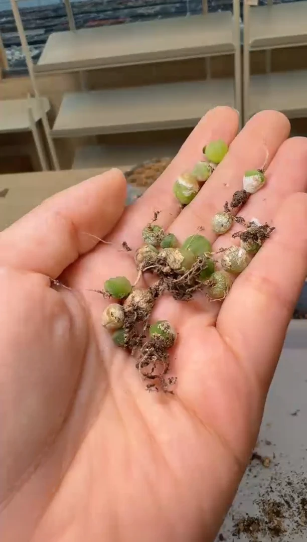 28-227多肉植物肉锥拉登