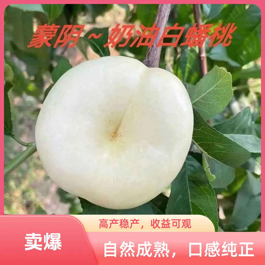 山东蒙阴新鲜现摘奶油蟠桃香甜多汁应季水果净重5斤