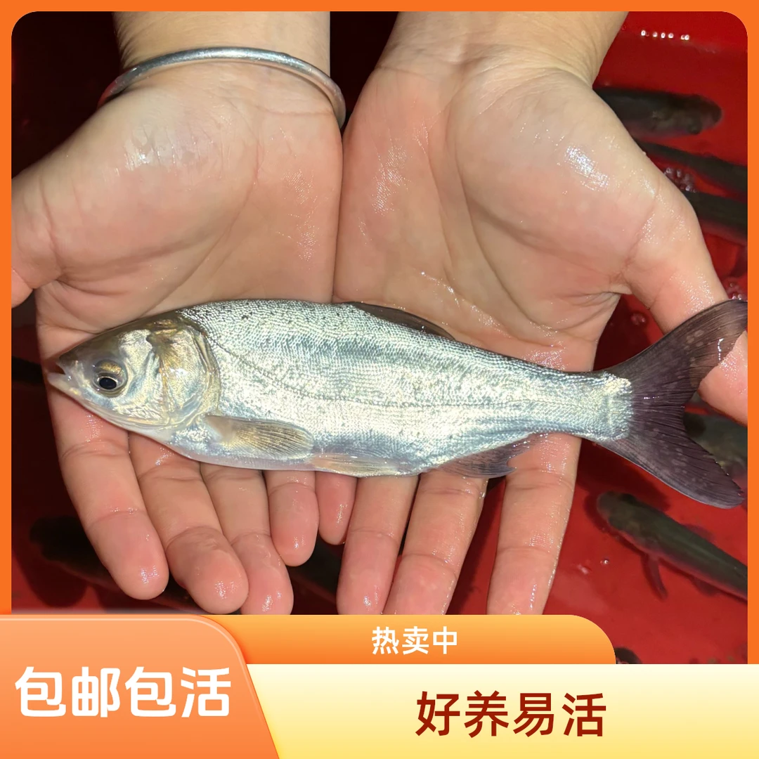 白鲢鱼苗鲢子鱼水鲢跳鲢淡水养殖活体四大家鱼包邮到家好养易活