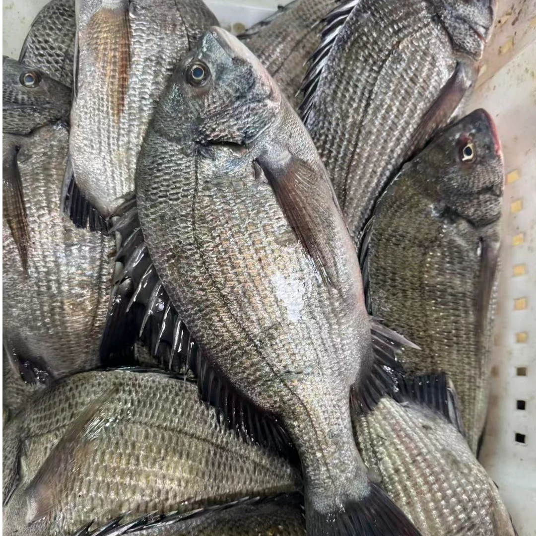 烟台野生黑加吉鱼 速冻发货顺丰