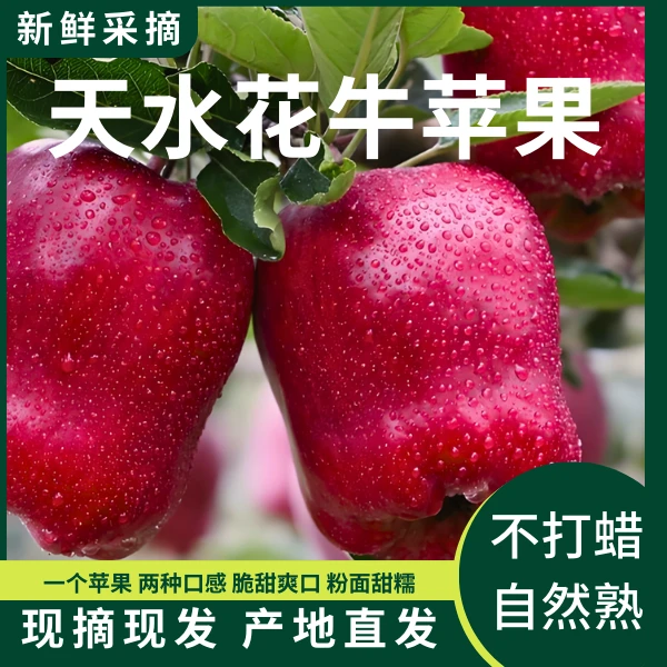 天水花牛苹果粉脆两吃宝宝辅食平安果蛇果高山种植送礼包邮