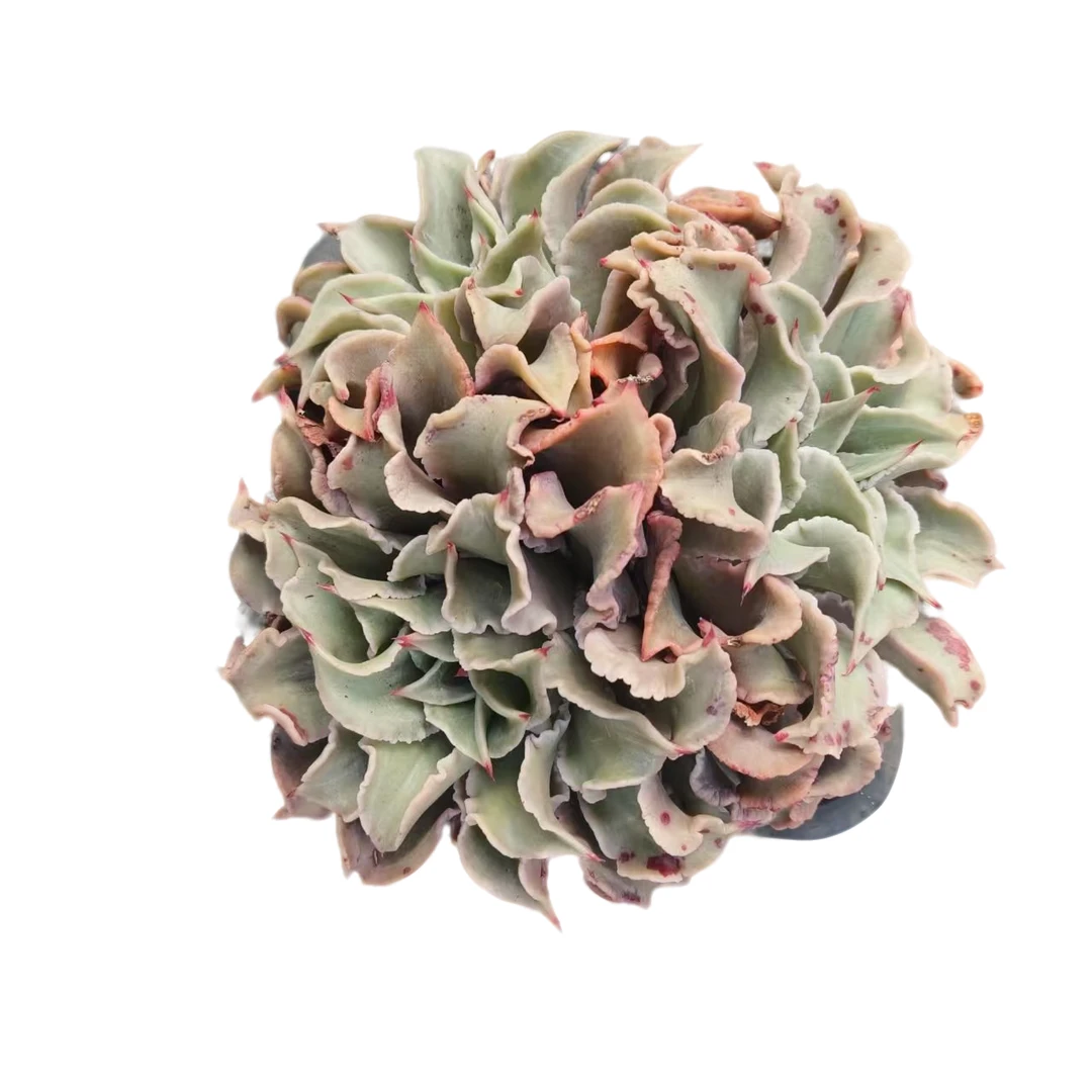 佳丽园艺  多头饺子皮   粉丝多肉植物   综合链接