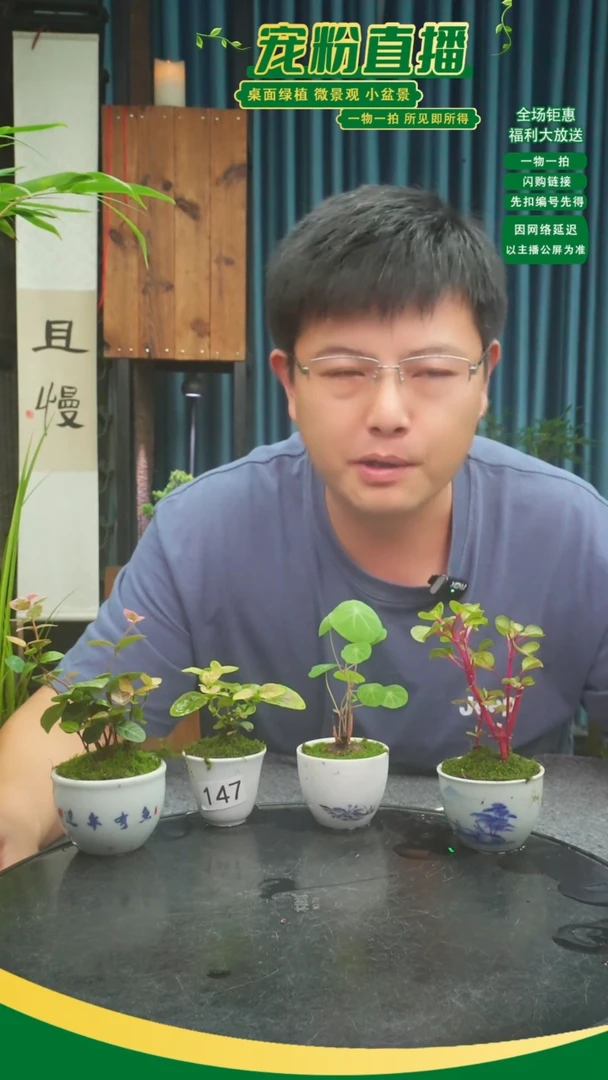 无花朵阜*苔藓微景观147号