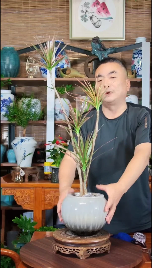 无花朵水之韵水培植物荷花铁