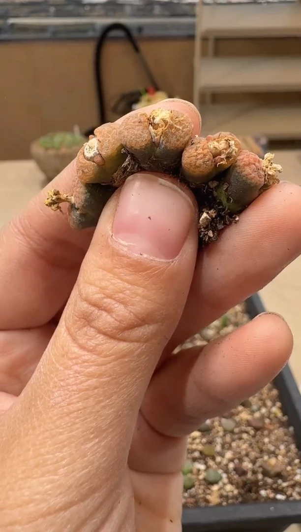 多肉植物肉锥3-26