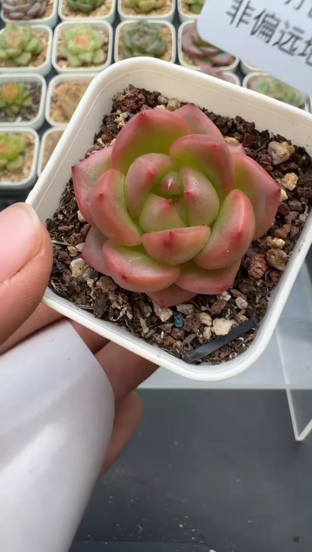 500E云禹多肉植物 带盆土纸巾打包 3颗包邮