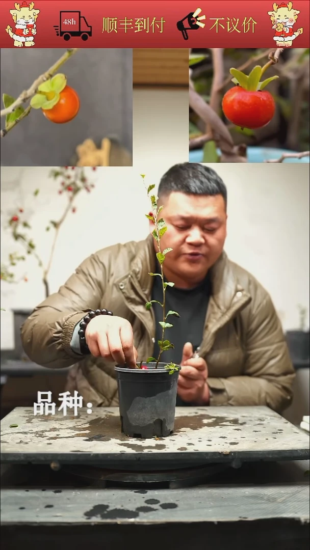 无花朵迷***鲤/60顺丰包邮/251119/8/红光