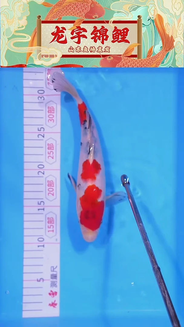 锦鲤1214晚11白底三色23公分