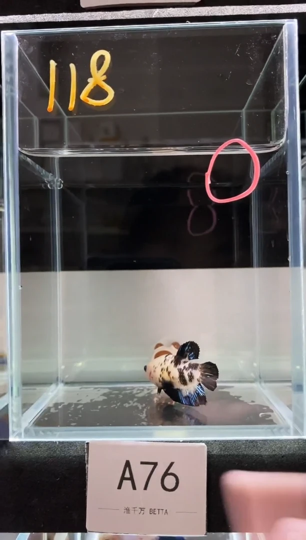 海水鱼拾**色A767676767