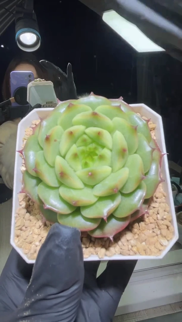 闪购2436  海胆 多肉一颗  5.0-5.5厘米左右