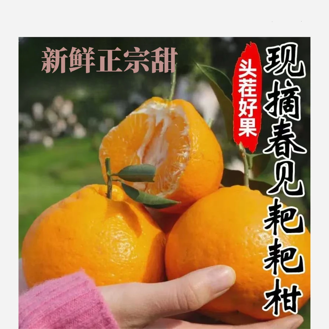 【现摘现发】四川正宗春见耙耙柑水果新鲜整箱当季丑桔橘子八怪特甜
