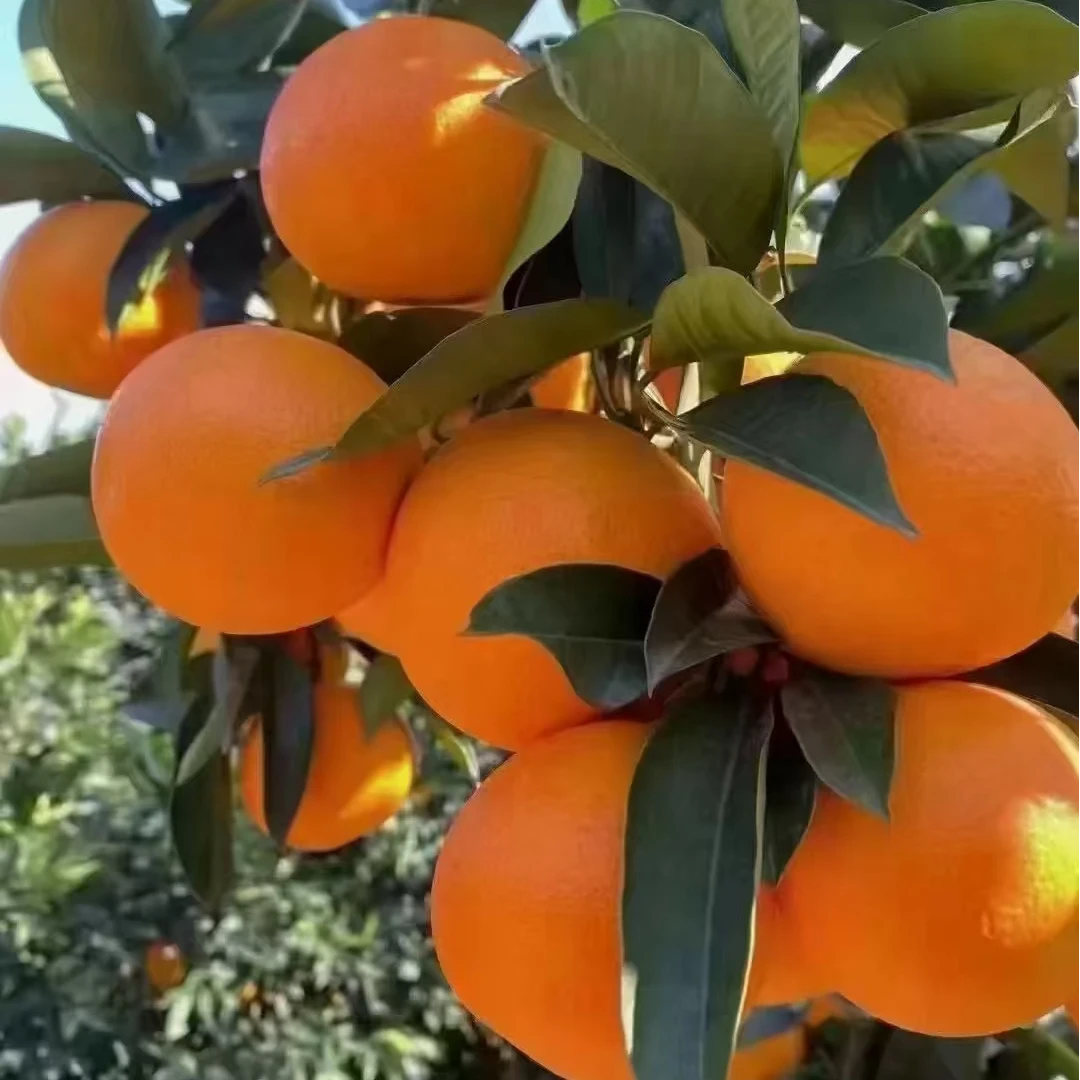 正宗 奉节脐橙 椪柑 红橘 新鲜现摘