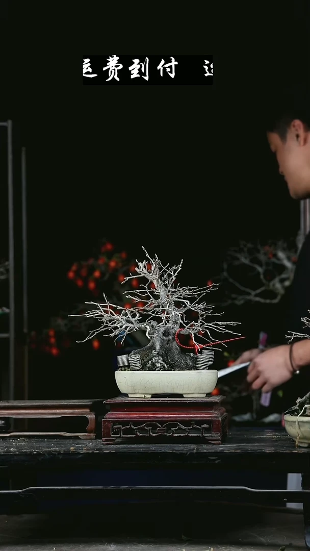 无花朵豫*92630老鸦柿