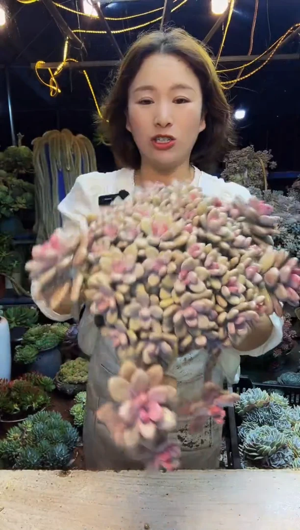 桃蛋一物一拍脱土包邮