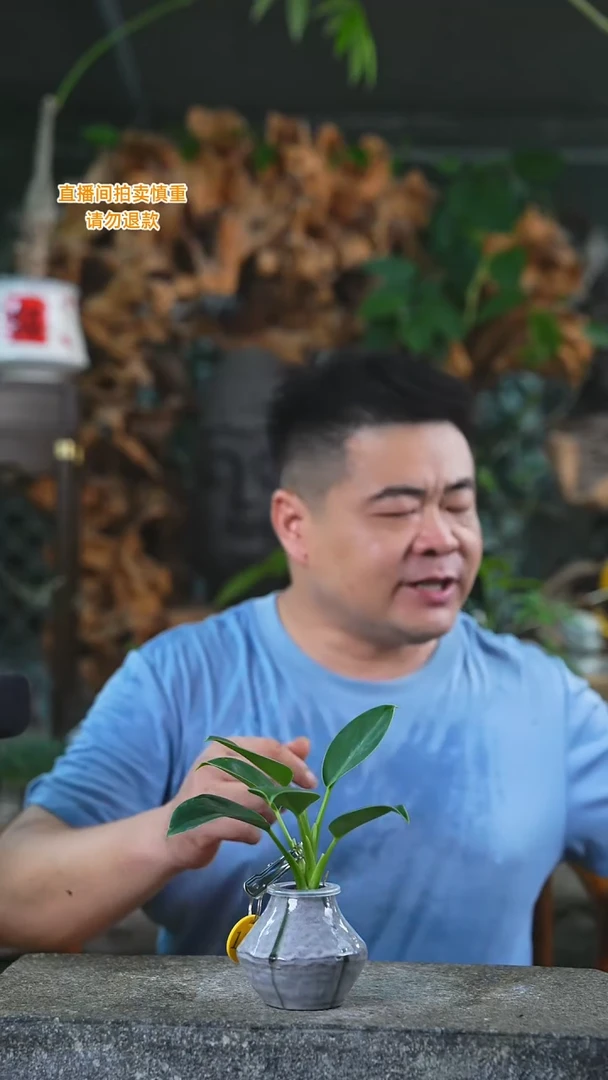 当前无花栽培后可以开花绿公主134T
