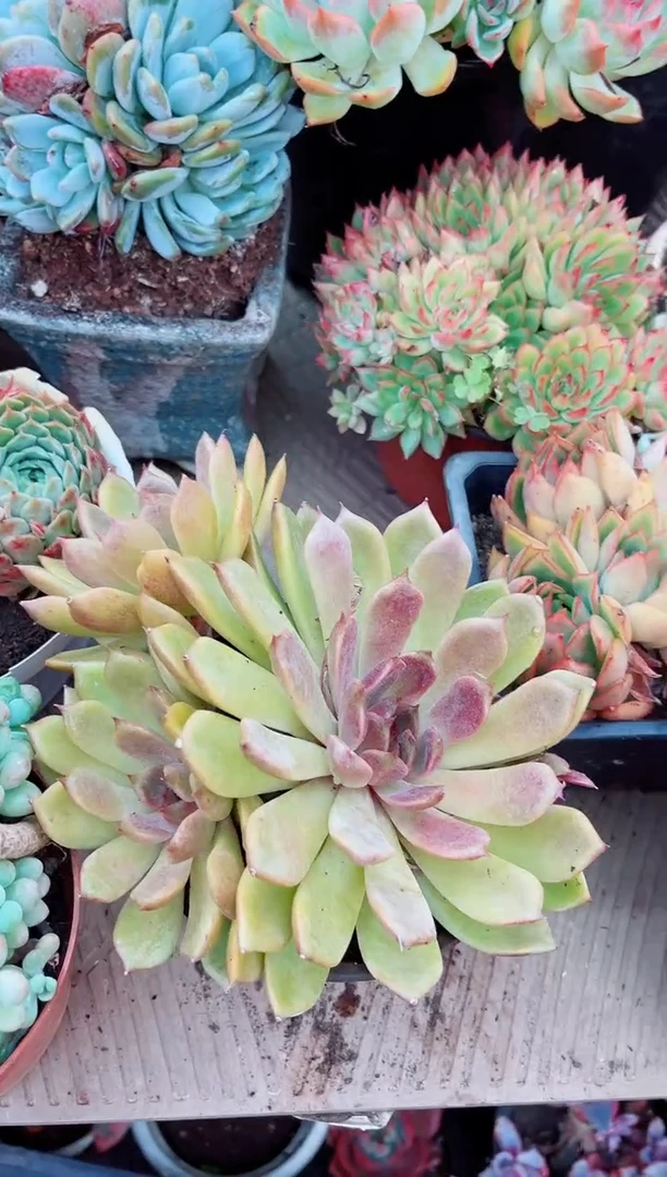 天**山09111多肉植物一物一拍