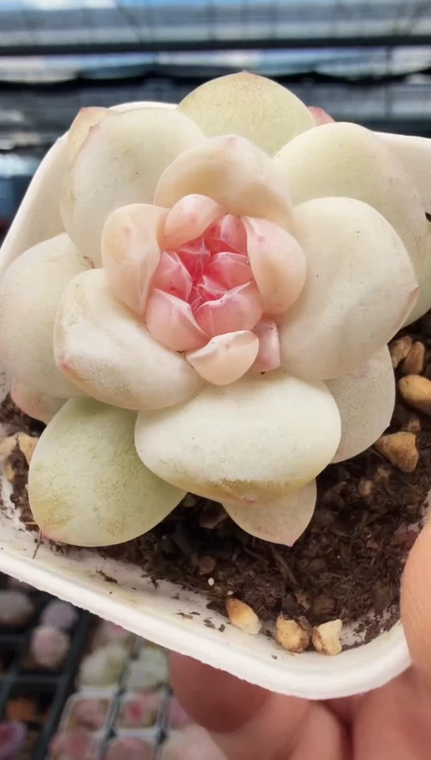 东云多肉园新款-317