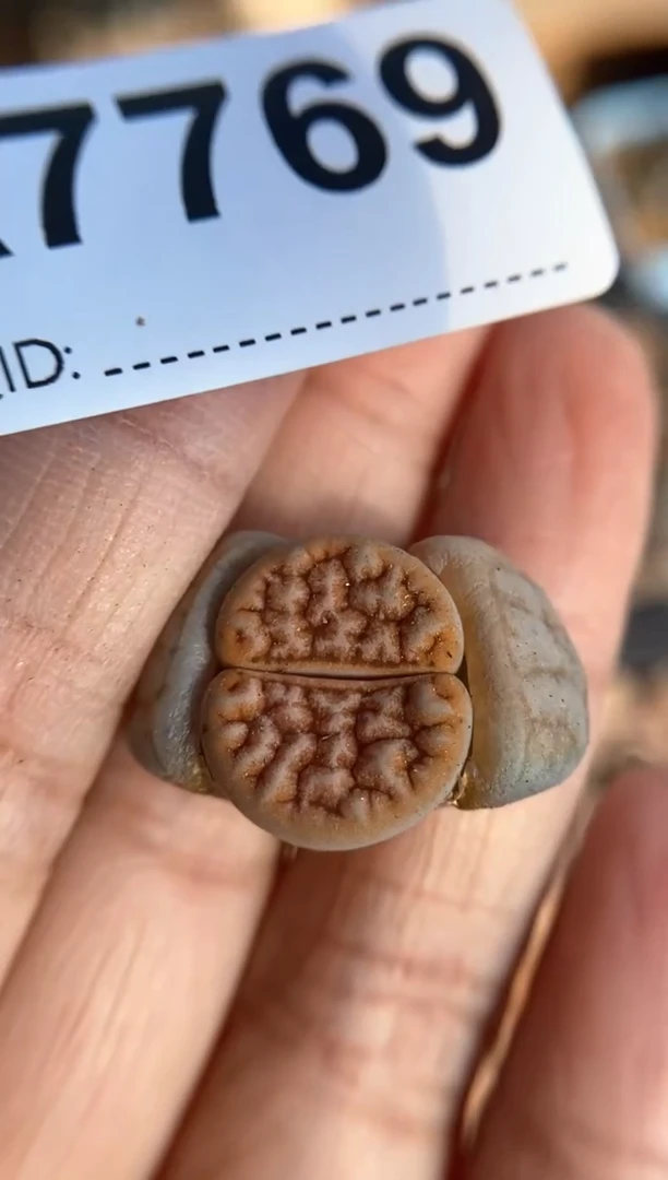 【闪购商品】7769直播一物一拍