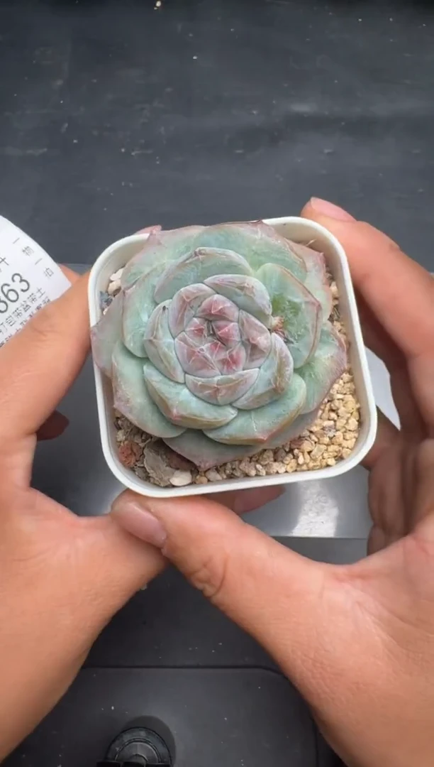 362M当天拍3颗包柚 带盆土纸巾打包 云禹花卉 珍妮多肉植物