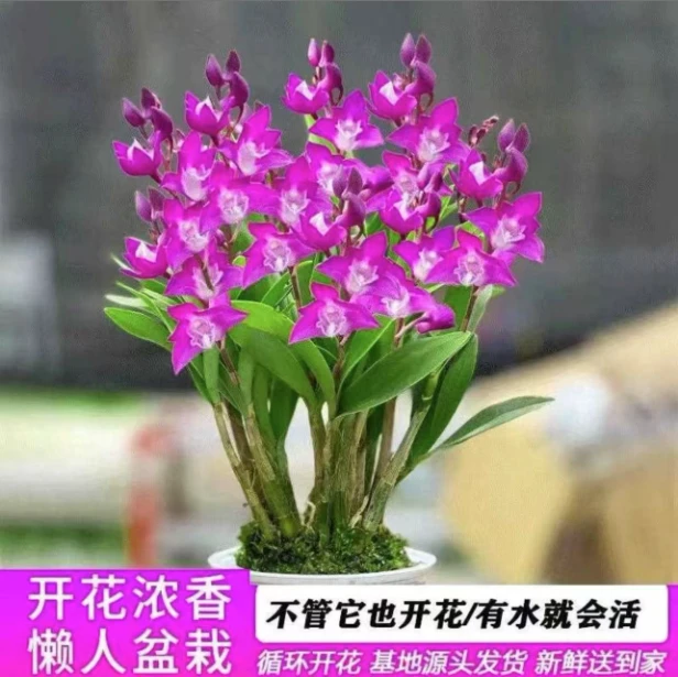 浓香型 澳洲香水石斛兰 15苗以上 新手推荐室内皮实好养盆栽
