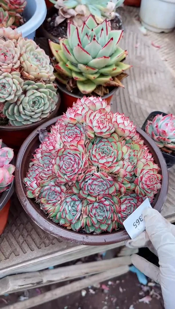 【闪购商品】04365