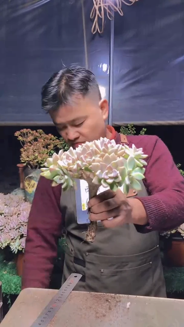 151淡雪缀化一物一拍