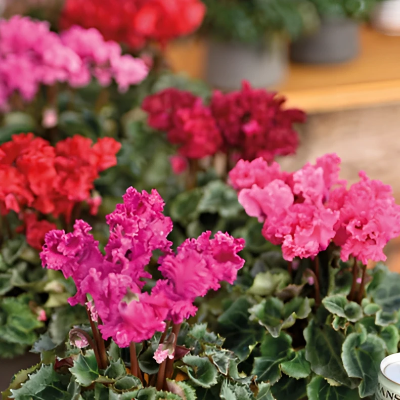 BP花卉新品仙客来灵丽系列 花期长客厅阳台室内年宵花易养植物